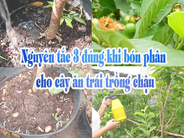Việc bón phân hữu cơ định kỳ giúp cung cấp dinh dưỡng bền vững cho mãng cầu xiêm ghép chậu