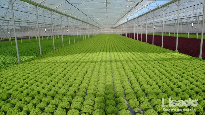 Rau cải cúc thủy canh được trồng trong môi trường kiểm soát nghiêm ngặt đảm bảo độ sạch và an toàn tuyệt đối