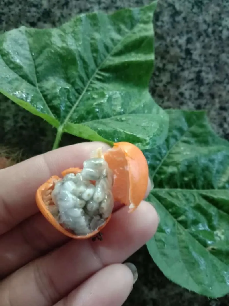 Sản phẩm nhãn sạch tự trồng đảm bảo an toàn vệ sinh thực phẩm cho gia đình