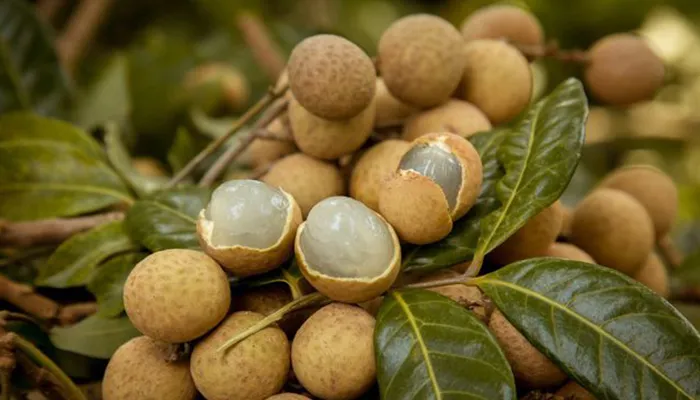 nhantieudabo2-jpg Trái nhãn tiêu da bò nổi tiếng với lớp vỏ vàng óng và phần hạt tiêu nhỏ đặc trưng