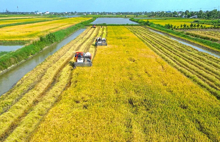 Sử dụng Phân Silic Cám Gạo Ferment giúp cây trồng đứng vững trước các điều kiện thời tiết khắc nghiệt