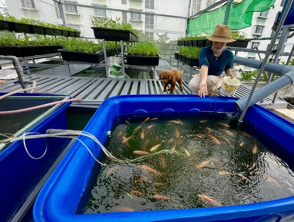 Mô hình nuôi cá diêu hồng trong bể nhựa tại vườn nhà đang là xu hướng nông nghiệp đô thị bền vững