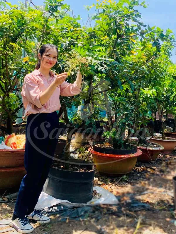 Cắt tỉa thường xuyên giúp cây nhãn luôn khỏe mạnh và tập trung dinh dưỡng nuôi quả