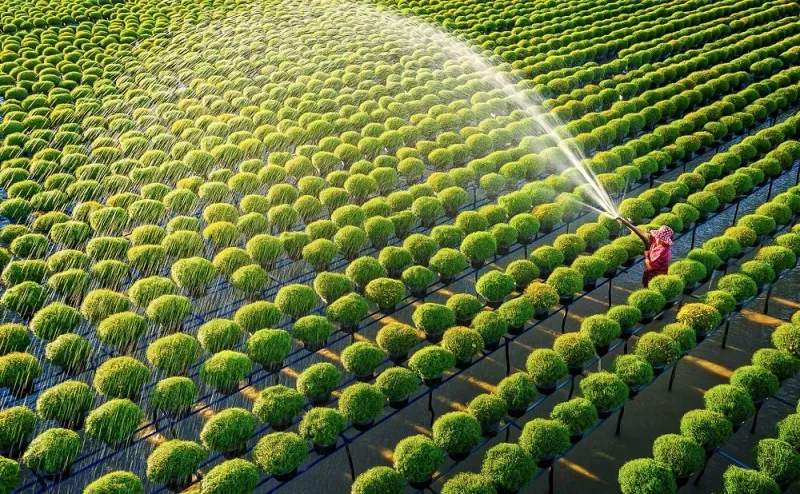 Sử dụng Humic Acid từ than bùn là chìa khóa để duy trì độ phì nhiêu và sức khỏe của đất canh tác