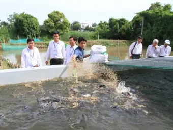 nuoi-ca-tra-trong-be-xi-mang-e6f73a Mô hình nuôi cá tra trong bể xi măng mang lại hiệu quả kinh tế cao và dễ quản lý