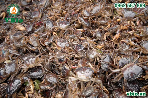 nuoi-cua-dong-trong-be-xi-mang-01 Thu hoạch cua đạt kích thước chuẩn giúp người nuôi đạt lợi nhuận cao nhất