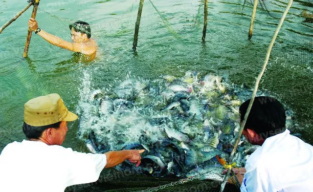 Quy trình cho ăn và quản lý nước khoa học giúp cá rô phi phát triển đồng đều
