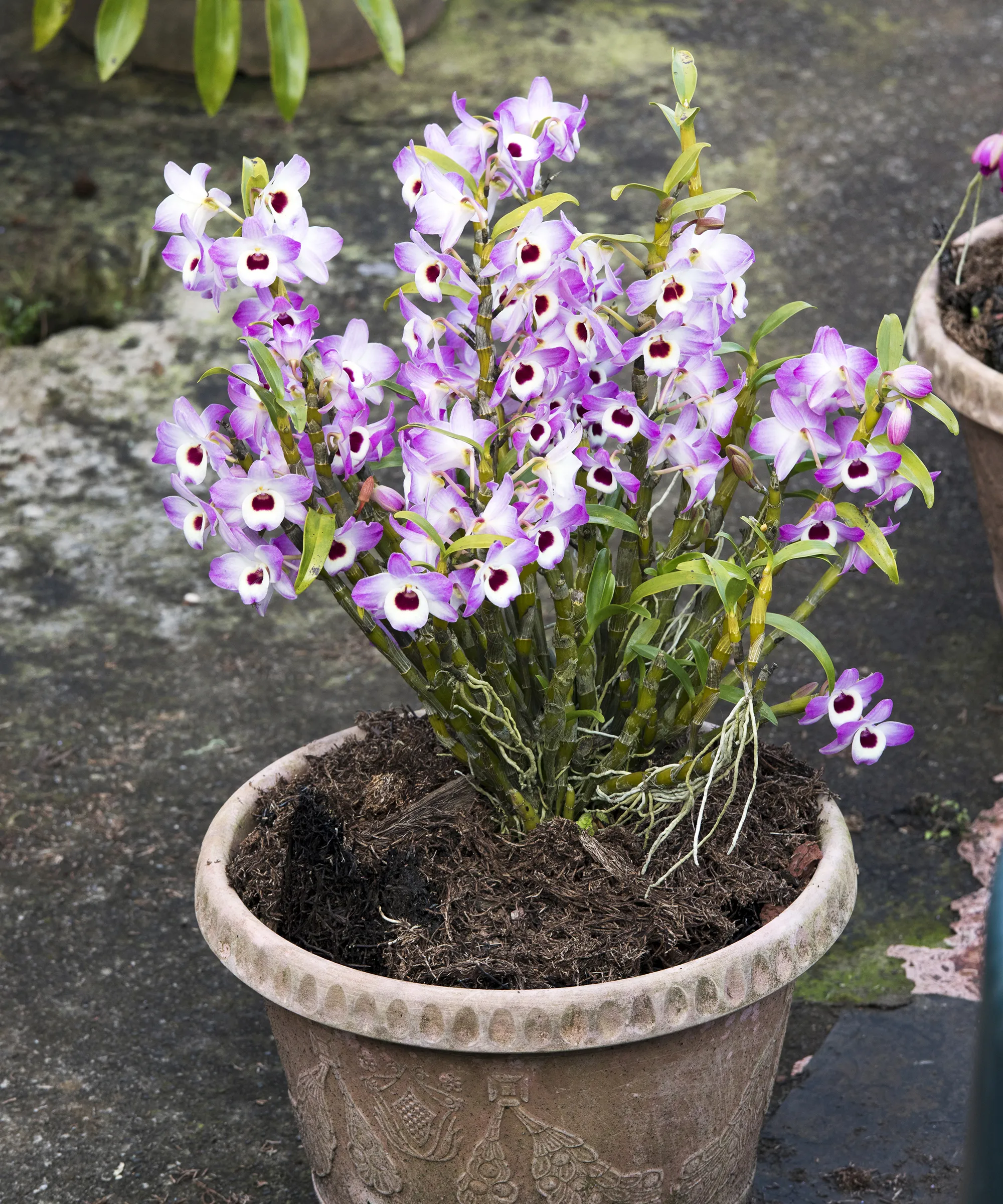 Dendrobium Nobile khoe sắc rực rỡ với những cụm hoa dày đặc nhờ giá thể phù hợp