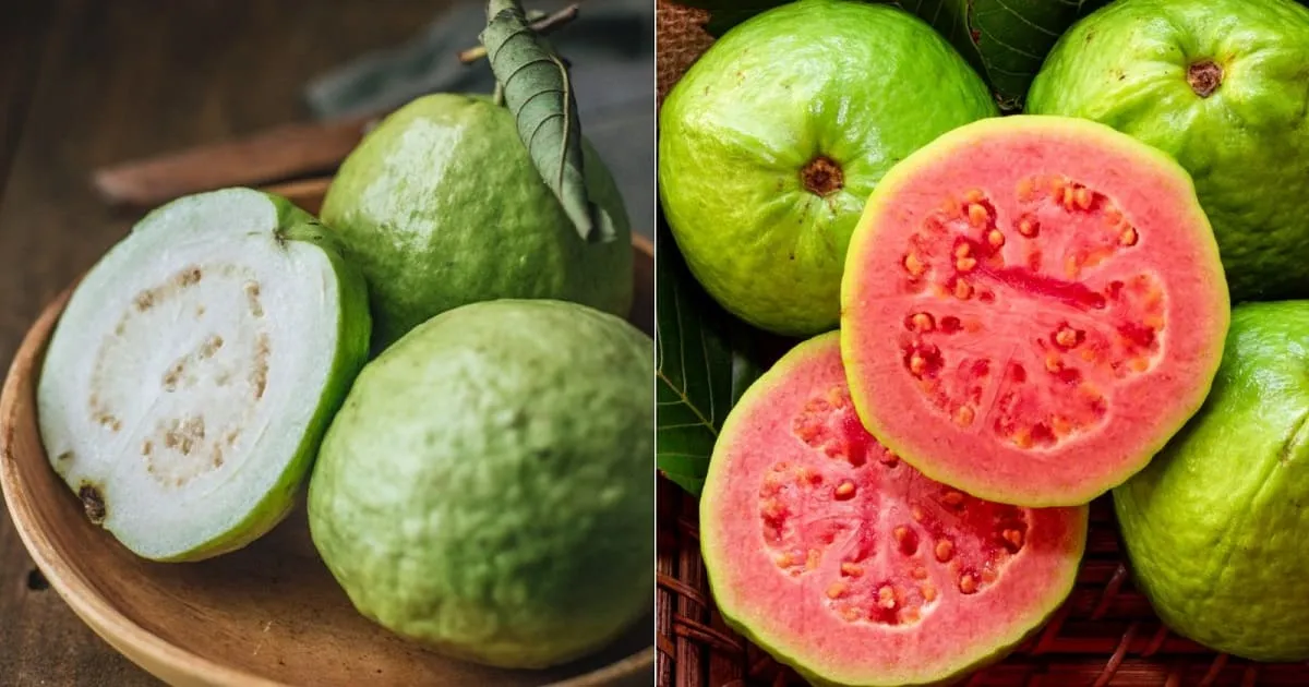 Bảo quản ổi đèn hồng mini đúng cách giúp giữ trọn hương vị và dinh dưỡng