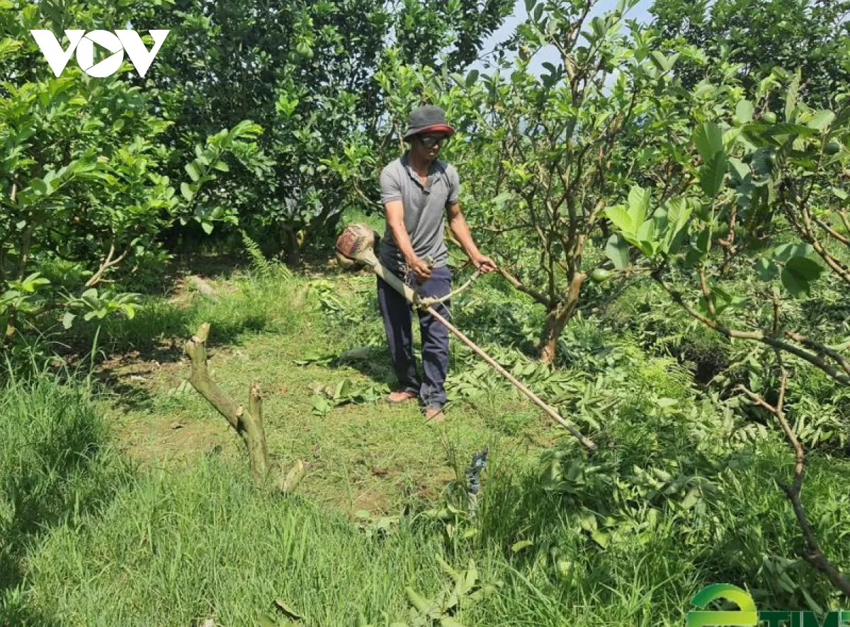 Việc chuẩn bị giá thể đúng chuẩn là bước quan trọng nhất trong quy trình trồng bưởi mini