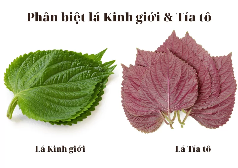 phan-biet-la-kinh-gioi-va-tia-to Chăm sóc đúng cách giúp cây kinh giới đỏ phát triển tốt và cho hàm lượng tinh dầu cao