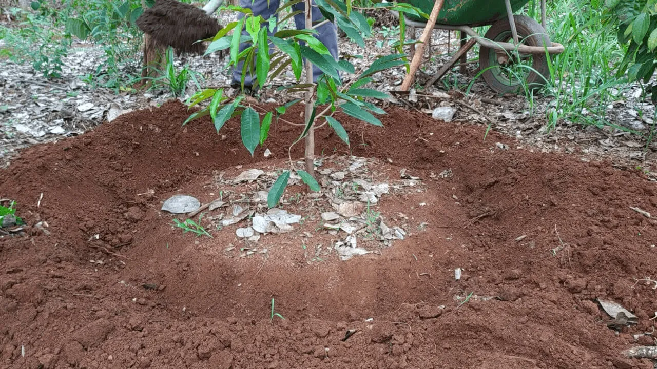 Tưới Trichoderma định kỳ giúp phòng ngừa bệnh thối rễ lở cổ rễ trên cây ăn trái