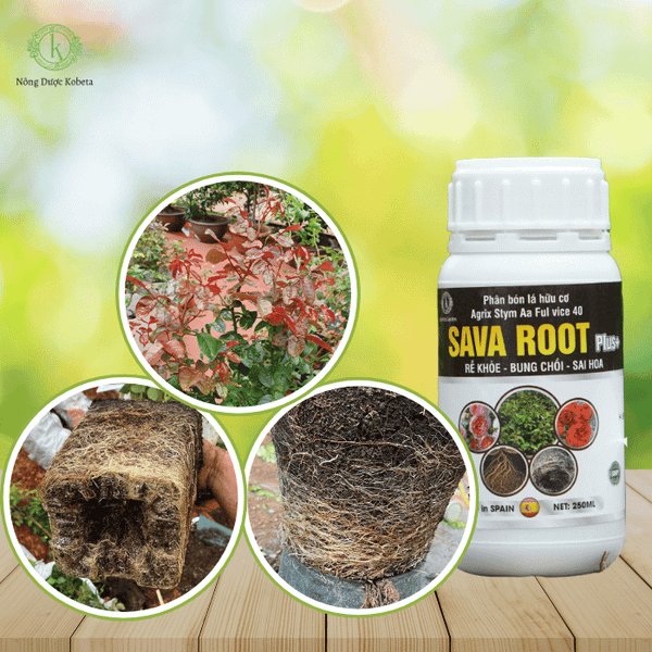 Tác động tích cực của phân đạm từ thịt ủ lên sự phát triển của bộ rễ và độ phì nhiêu của đất