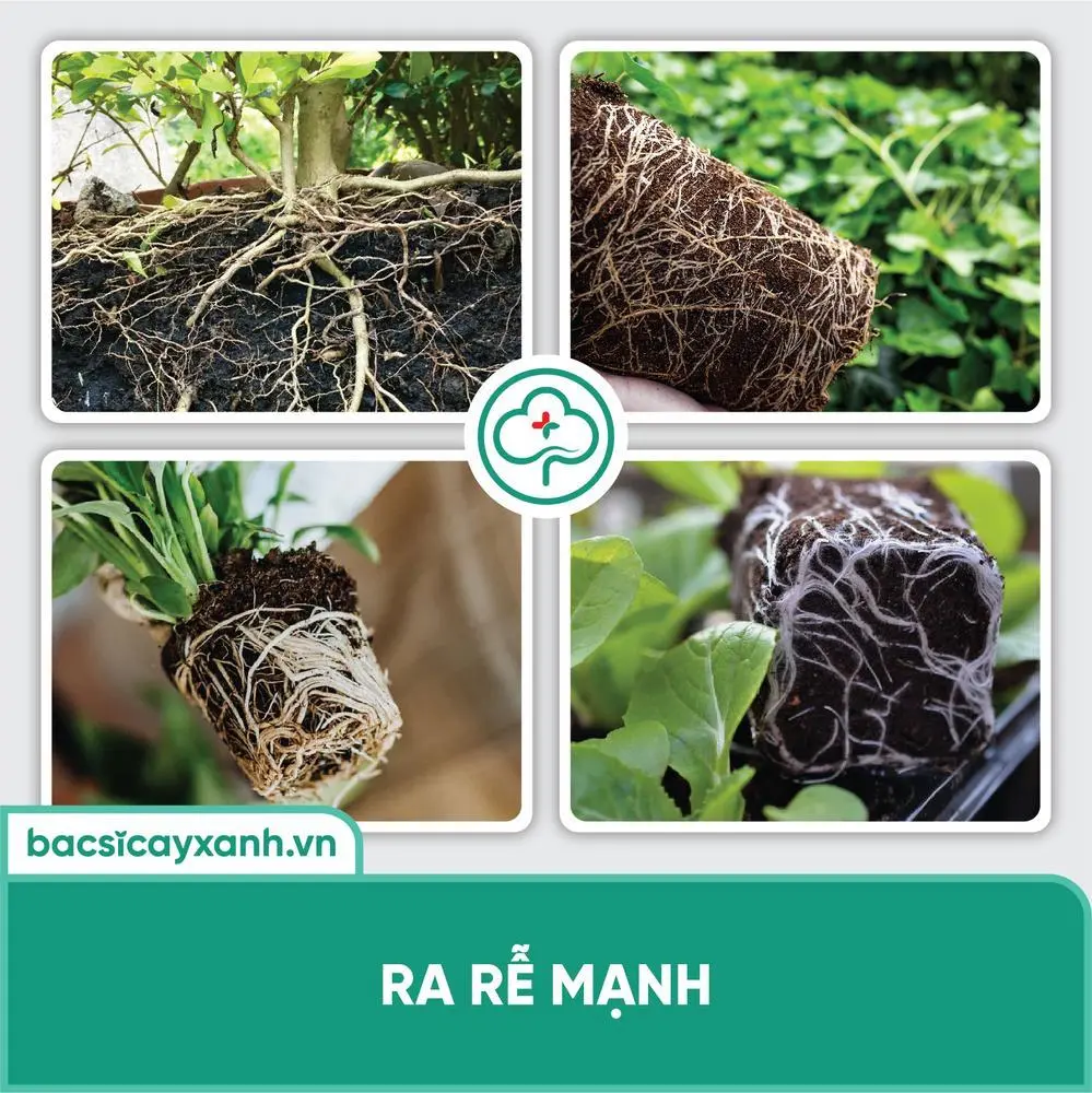 Vườn rau sạch phát triển tươi tốt và bền vững nhờ ứng dụng phân sinh học men nhà