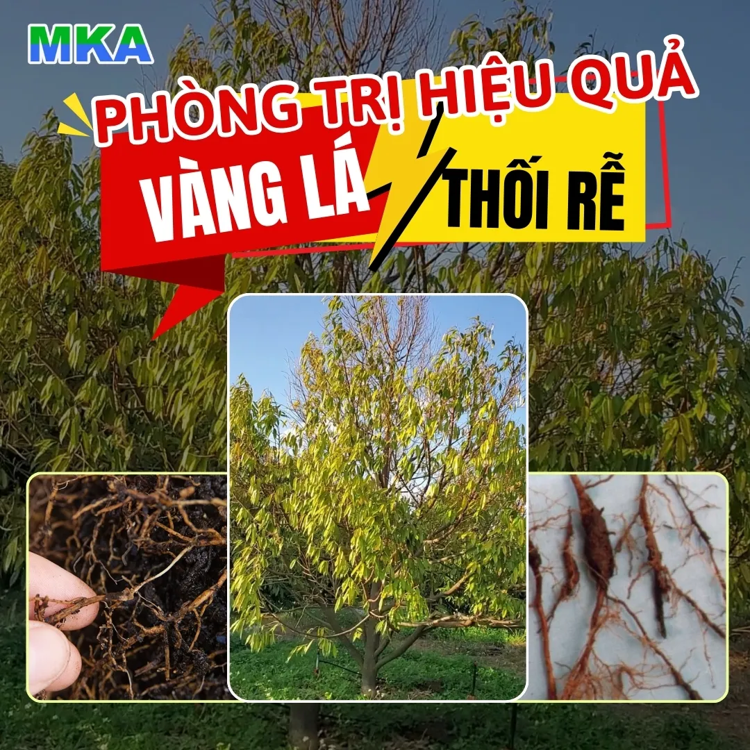 Bệnh thối rễ là mối nguy hại lớn đối với năng suất cây trồng và cần giải pháp phòng ngừa từ sớm