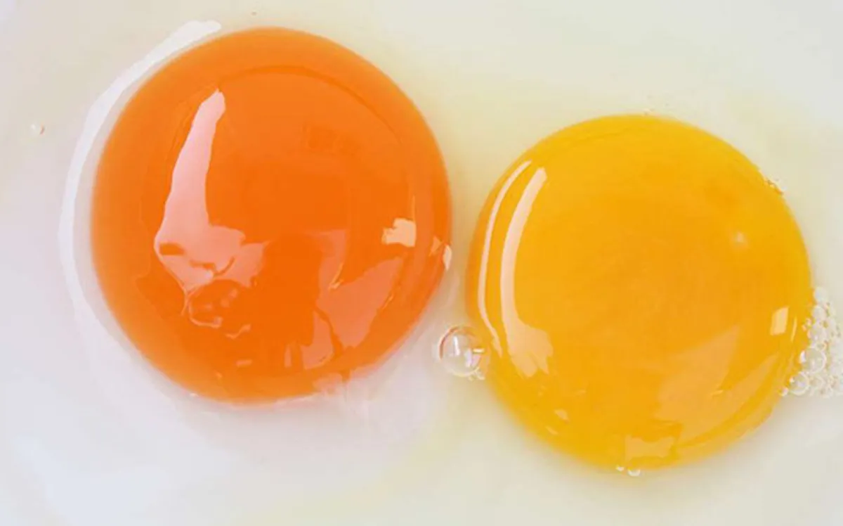 Trứng vịt Savanh có kích thước lớn và lòng đỏ màu cam đậm giàu dinh dưỡng