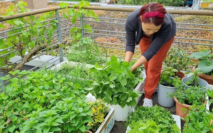 Thu hoạch rau đắng đất tươi ngay tại nhà đảm bảo hàm lượng dược tính tối đa