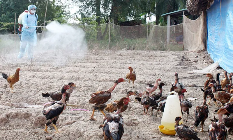 Vệ sinh chuồng trại định kỳ là yếu tố tiên quyết để đảm bảo sức khỏe đàn gà và chất lượng thịt