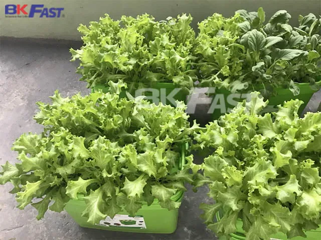 Rau thủy canh tự trồng đảm bảo độ tươi ngon và an toàn tuyệt đối cho sức khỏe