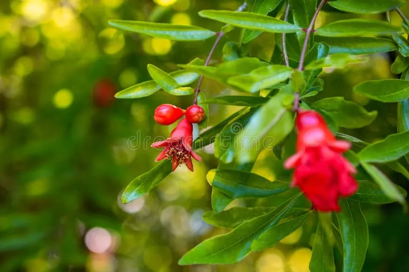 pomegranate-tree-red-flowers-green-leaves-close-up-floral-background-vivid-rich-natural-texture-ideal-design-prints-391650632 Vẻ đẹp rực rỡ của hoa lựu đỏ giúp tạo điểm nhấn thẩm mỹ và không gian thư giãn