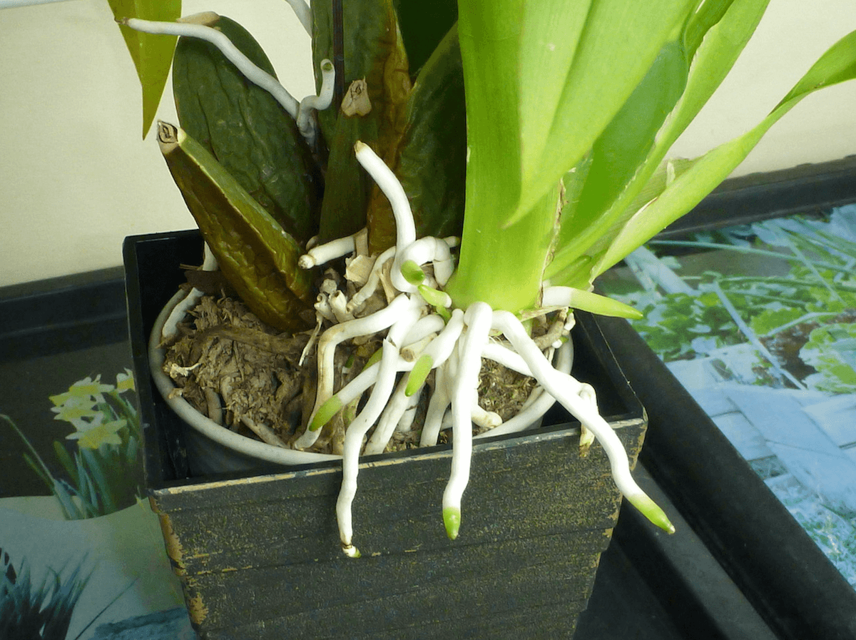 Cấu tạo lớp màng velamen đặc trưng của rễ lan chân không giúp hấp thụ độ ẩm không khí