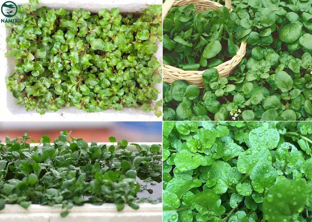 rau-cai-xoong Cận cảnh những lá rau cải soong ao mini giàu giá trị dinh dưỡng