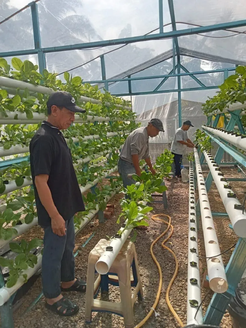 rau2-0814 Mô hình Cải Thìa Hydroponics Rau Ngon Ban Công Hẹp đang trở thành xu hướng xanh tại các đô thị