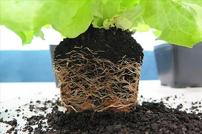 Quy trình phối trộn đất trồng giàu dinh dưỡng cho đu đủ mini