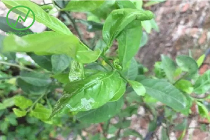 Kiểm tra định kỳ giúp phát hiện sớm các dấu hiệu sâu bệnh để bảo vệ cây chanh diều hồng