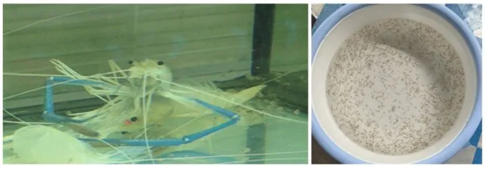 Quy trình thả tôm giống vào bể xi măng cần đảm bảo sự thích nghi về môi trường