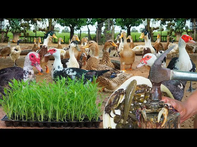 Mô hình nuôi vịt xiêm tại sân vườn gia đình cung cấp nguồn trứng sạch và chất lượng mỗi ngày