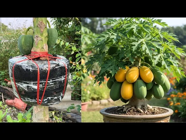 Cây đu đủ mini F1 trĩu quả trồng trong chậu tại không gian ban công phố