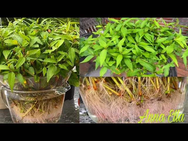 sddefault-12 Hệ thống trồng rau răm thủy canh hiện đại mang lại nguồn rau sạch dồi dào