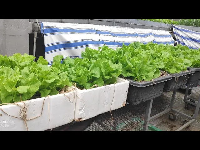 Mô hình trồng rau cải Hà Lan trong thùng xốp mang lại không gian xanh mát và nguồn thực phẩm sạch cho nhà phố