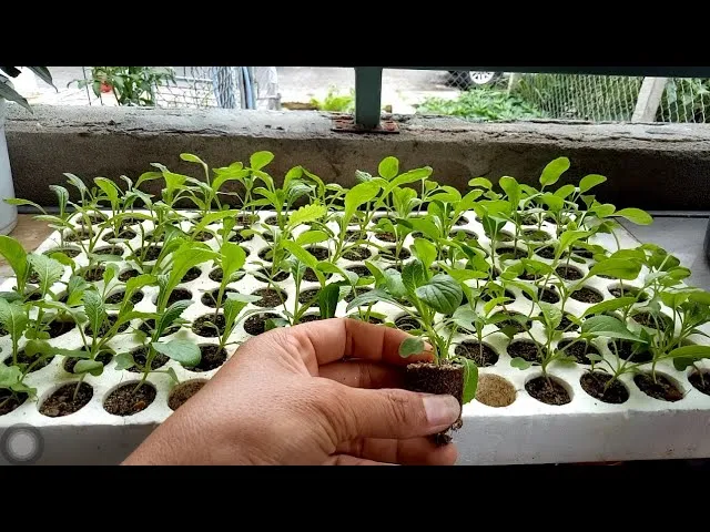Kỹ thuật gieo hạt cải bẹ trắng đúng cách giúp tăng tỷ lệ nảy mầm