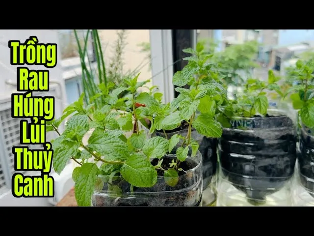 Lá húng lủi thủy canh sạch không chứa tạp chất và an toàn cho sức khỏe người dùng