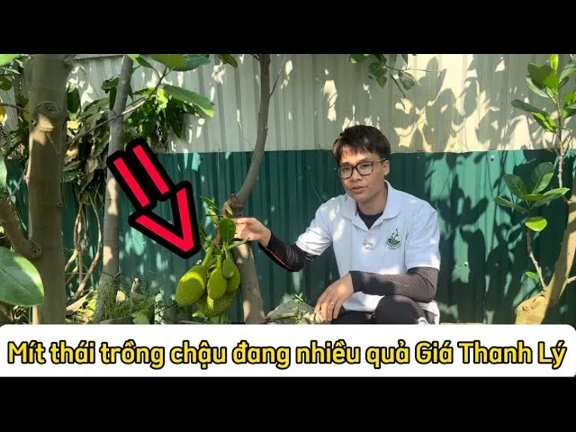 Mít Thái mini trồng chậu là giải pháp tuyệt vời cho không gian phố hiện đại