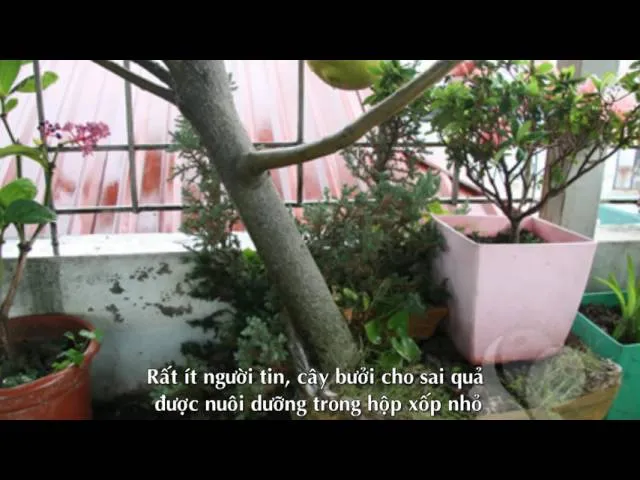 Mô hình trồng bưởi Năm Roi mini trên sân thượng mang lại không gian xanh mát và nguồn quả sạch