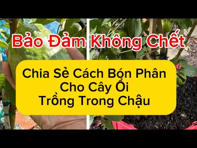 Bón phân đúng cách giúp ổi lê đào vàng ruột đạt độ ngọt tối ưu