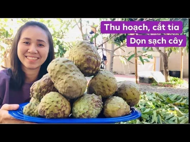 Cắt tỉa cành đúng kỹ thuật giúp cây mãng cầu Lào tập trung dinh dưỡng nuôi quả và phòng tránh sâu bệnh