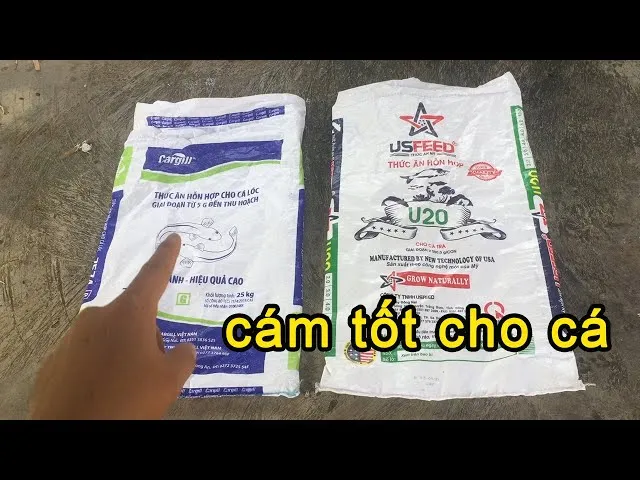 Chế độ dinh dưỡng cân đối là yếu tố quyết định đến chất lượng thịt cá trê lai