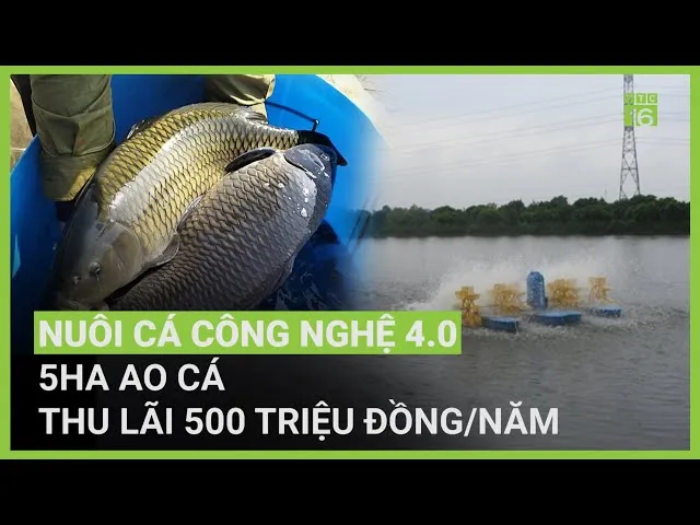 Hệ thống ao composite nuôi cá chép Việt Nam giúp tối ưu hóa năng suất và chất lượng thịt