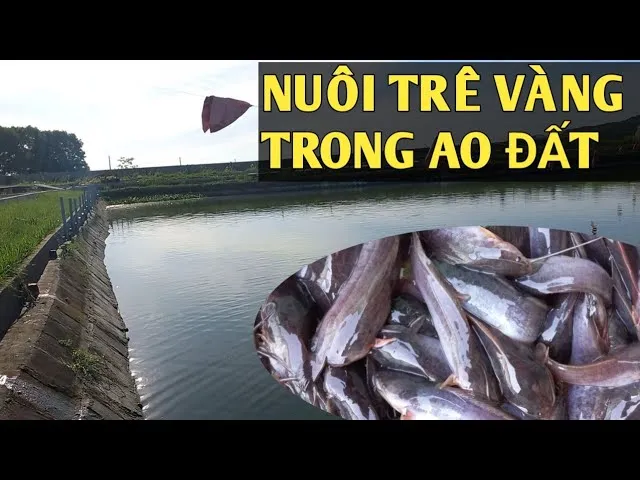 Mô hình nuôi cá trê đất trong ao đất vườn nhỏ mang lại hiệu quả kinh tế cao