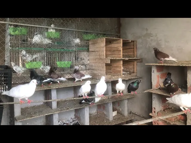 Mô hình nuôi bồ câu cảnh sạch giúp tối ưu không gian và đảm bảo sức khỏe cho chim