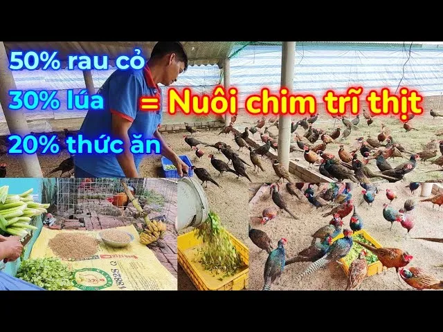 Bổ sung rau xanh vào khẩu phần ăn giúp tăng chất lượng thịt và tiết kiệm chi phí