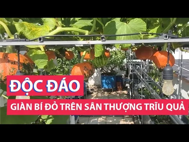 sddefault-9 Mô hình Bí Đỏ Mini Chậu Lớn Rau Quả Sạch Nhà Phố đang trở thành xu hướng nông nghiệp đô thị bền vững