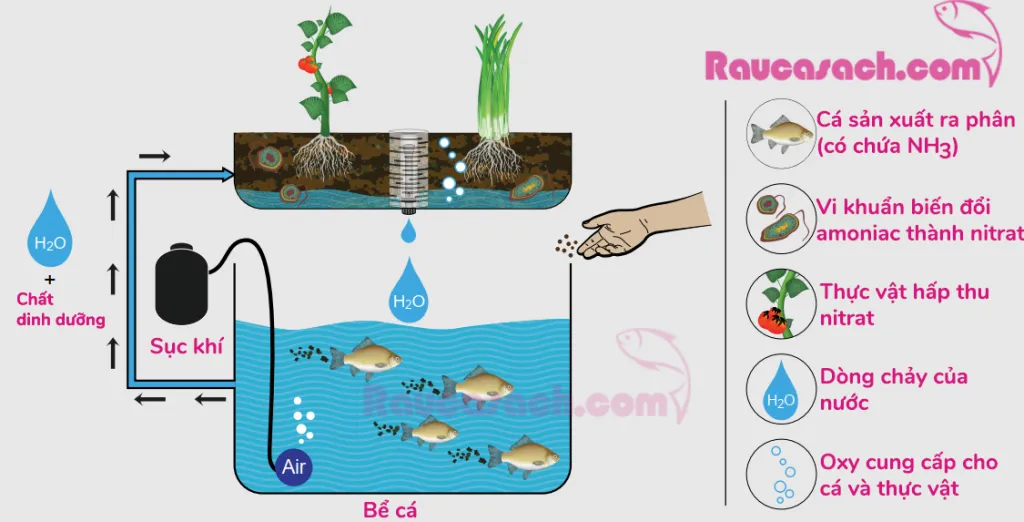 sinh-vat-trong-aquaponics-ca-cay-vikhuan-1024x522-1 Sơ đồ vận hành tuần hoàn của hệ sinh thái cá Koi và rau sạch