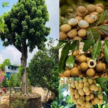 Mô hình nhãn lồng mini trồng trong chậu mang lại vẻ đẹp và giá trị kinh tế cho không gian đô thị