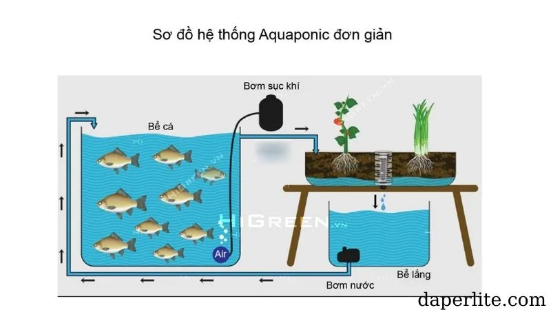 Chu trình Nitơ đóng vai trò then chốt trong sự cộng sinh giữa tôm và rau