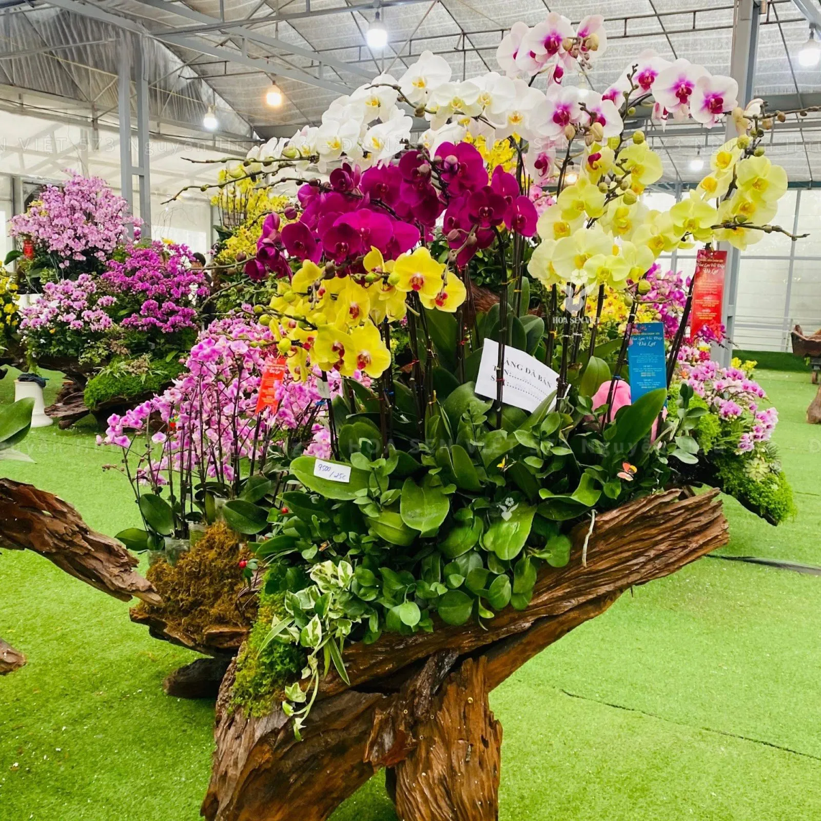 Sự kết hợp hoàn hảo giữa vẻ đẹp của hoa lan và nét phong trần của gỗ lũa